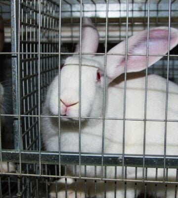 rabbits scared in a dark cage