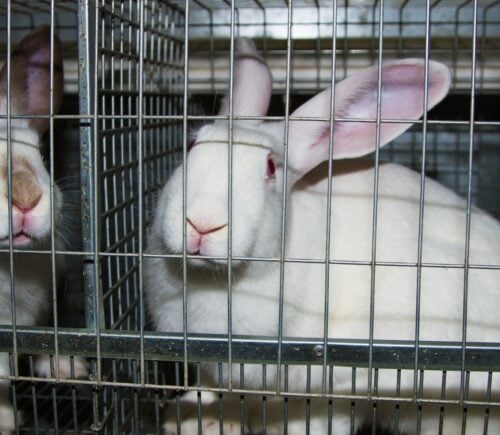 rabbits scared in a dark cage