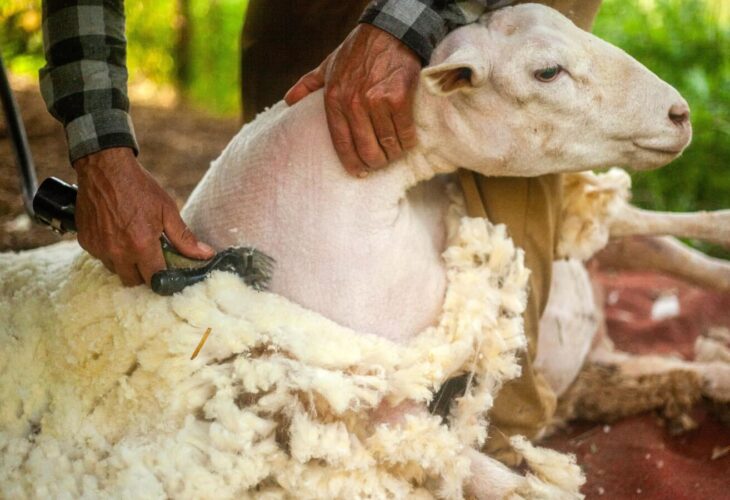 New Report Debunks Myth That Wool Is Eco-Friendly: ‘Nothing About It Is Sustainable’