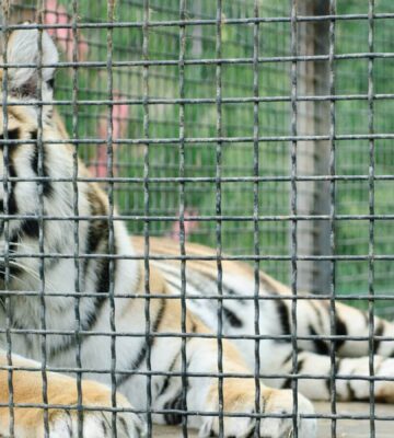 tiger in cage at a zoo