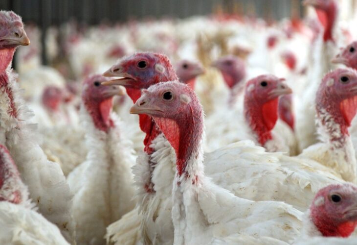 Thanksgiving: The Scary Truth Behind The Holiday That You Need To Know About