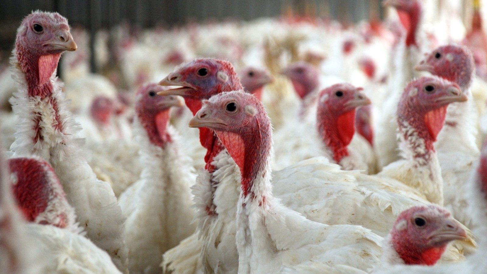 Thanksgiving: The Scary Truth Behind The Holiday That You Need To Know About