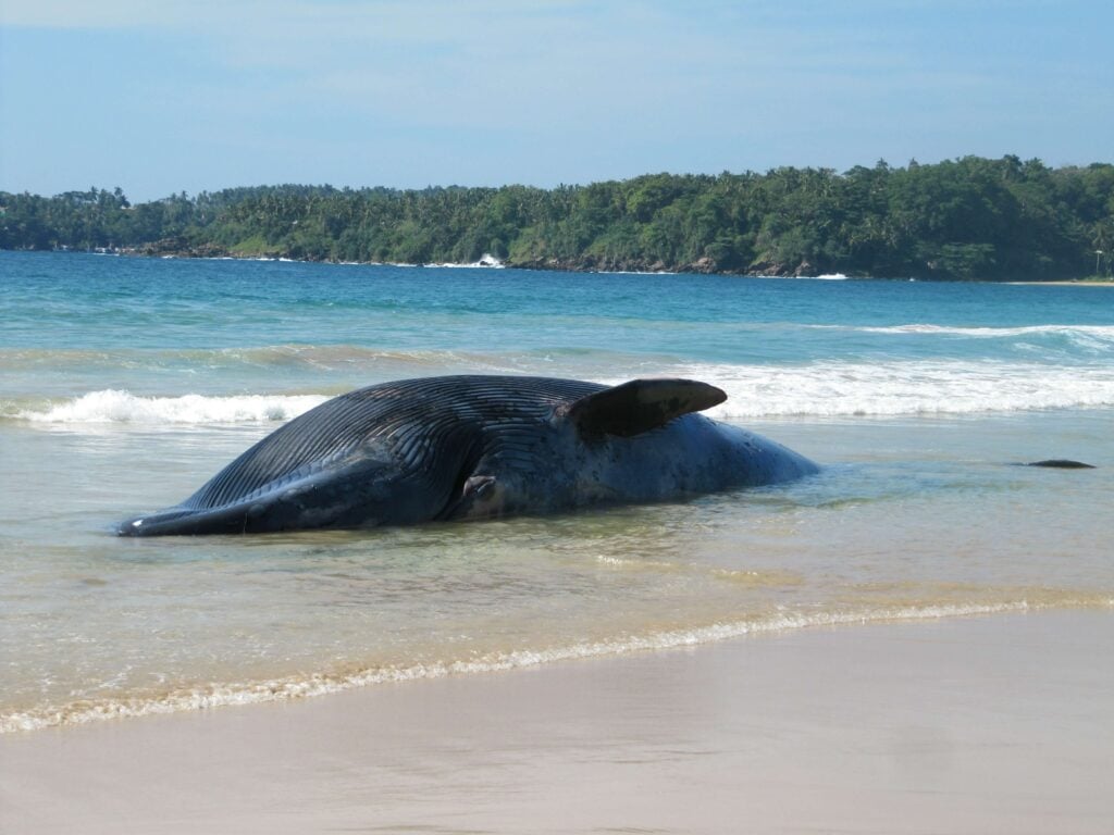 a beached whale on the coast