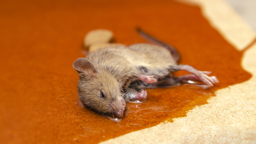 Bill to ban rodent glue traps welcomed by animal advocacy charities