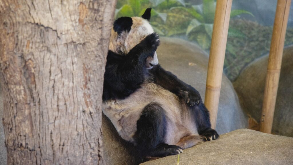Thousands call for the release of pandas YaYa and LeLe