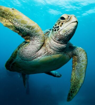 Seven die following poisonous turtle meat consumption in Zanzibar