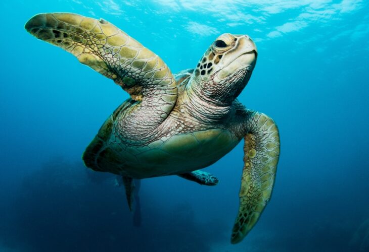 Seven die following poisonous turtle meat consumption in Zanzibar