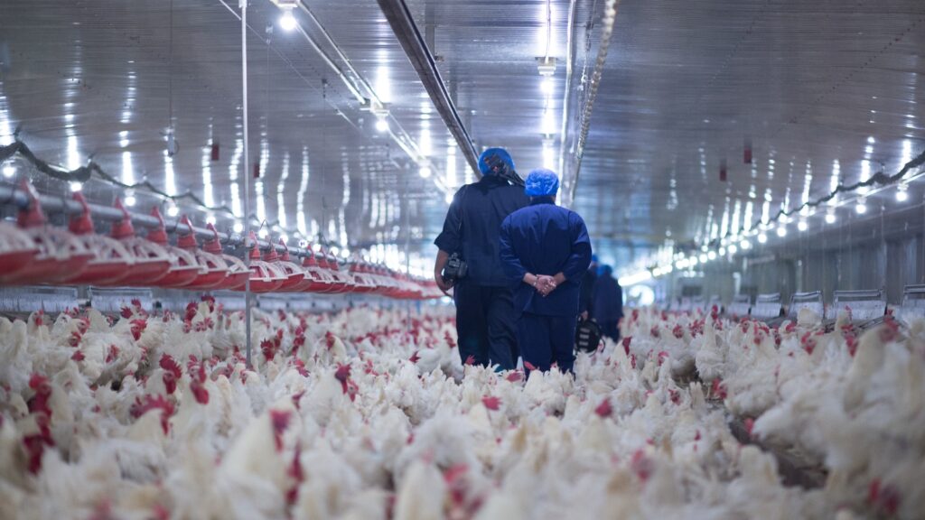 179,000 chickens dead on New Zealand broiler farm due to power cut
