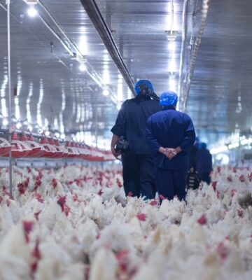 179,000 chickens dead on New Zealand broiler farm due to power cut