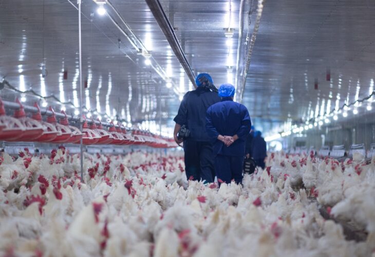 179,000 chickens dead on New Zealand broiler farm due to power cut