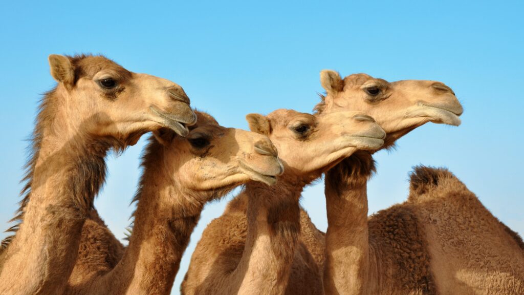 Camels subjected to botox fillers in Saudi Arabia beauty contest