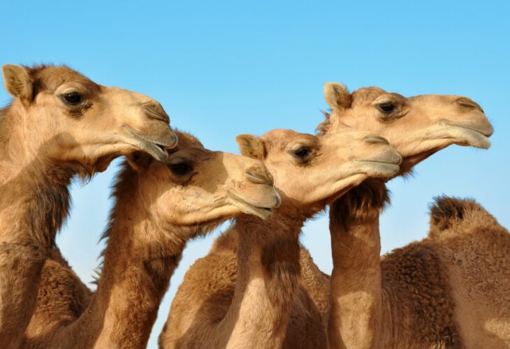 Camels subjected to botox fillers in Saudi Arabia beauty contest