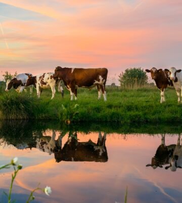 The Netherlands will slash livestock numbers to mitigate nitrogen 'crisis'