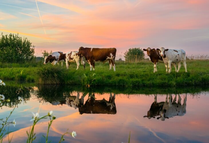 The Netherlands will slash livestock numbers to mitigate nitrogen 'crisis'