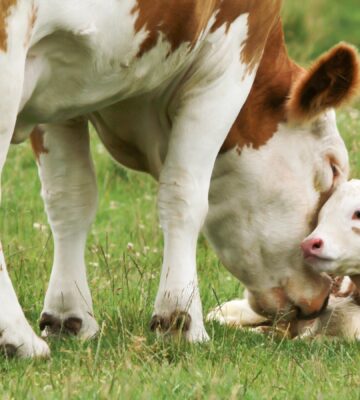 UK government considers using gene editing to alter DNA of farmed animals