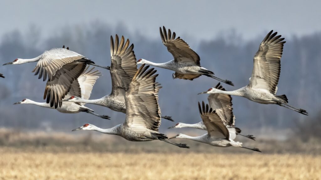 Over 5,000 cranes and half a million chickens have been slaughtered in Israel bird flu outbreak