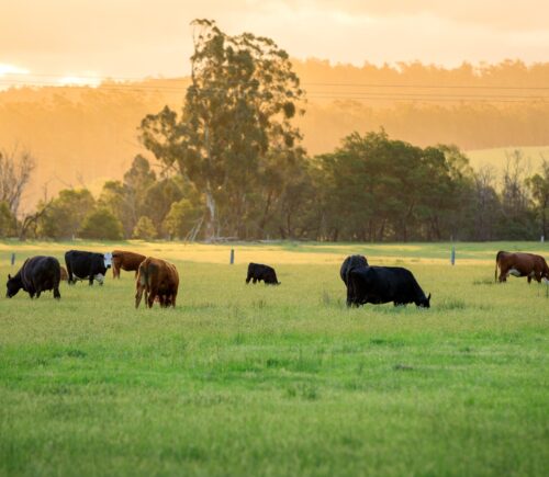 Beef linked to deforestation is being considered on a UK Australia Brexit deal