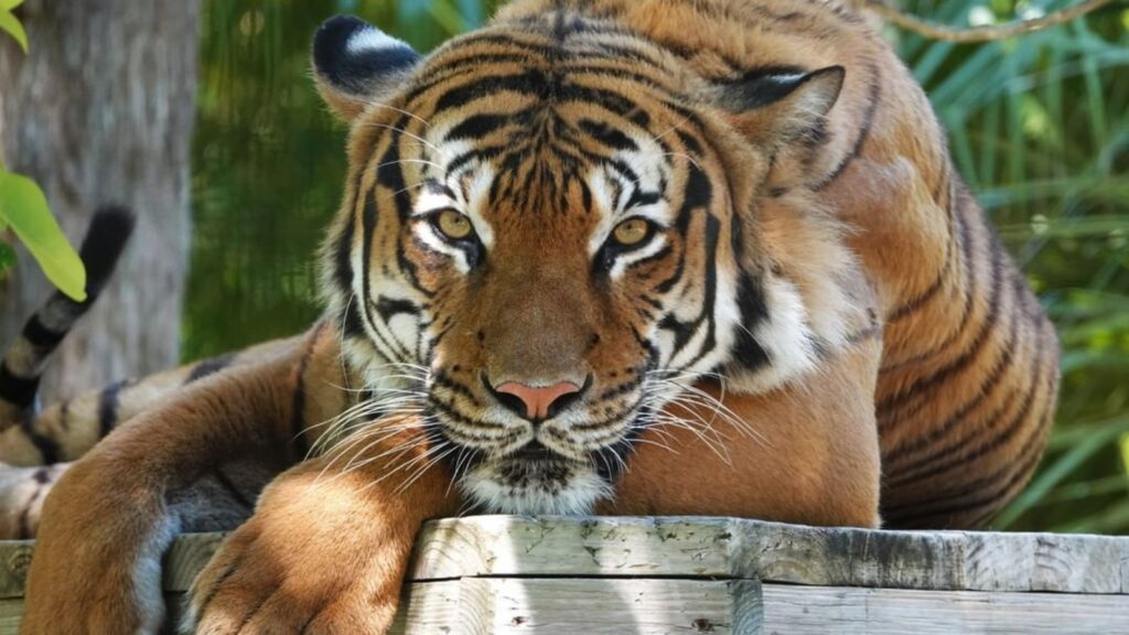 Eko was shot and killed at Naples Zoo after a cleaner put his hand through the fencing
