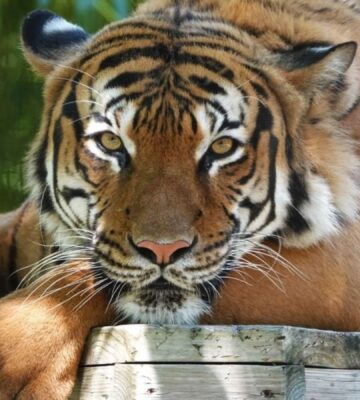 Eko was shot and killed at Naples Zoo after a cleaner put his hand through the fencing
