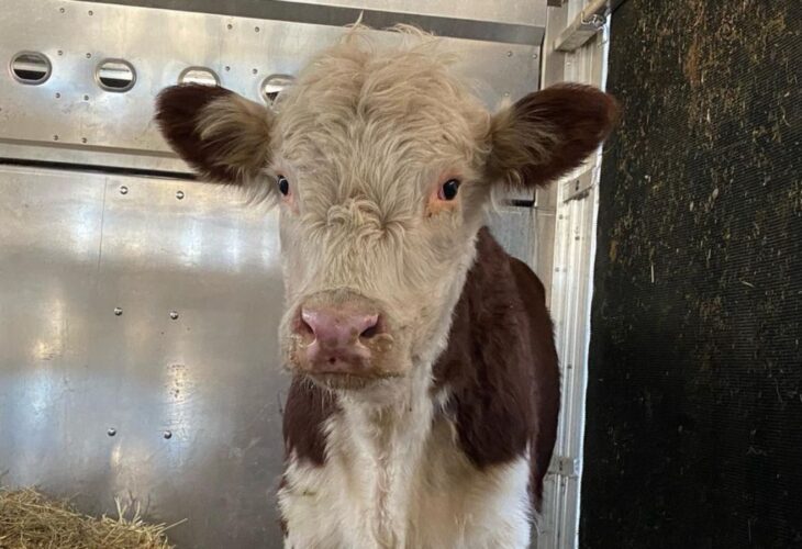 Young calf escaped slaughterhouse in New York