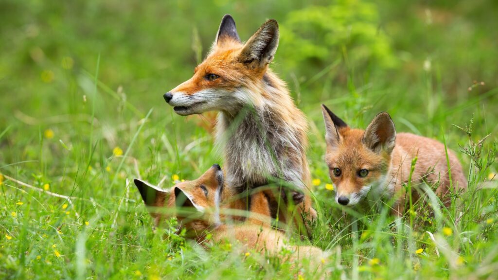 Politicians welcome a bill seeking to ban animal scents being used in trail hunting