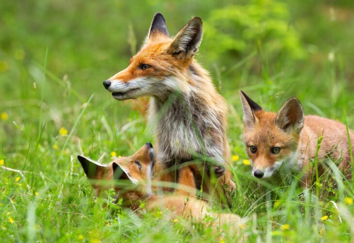 Politicians welcome a bill seeking to ban animal scents being used in trail hunting