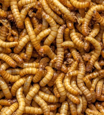 Are insects the latest trend in 'faux-meat' products?