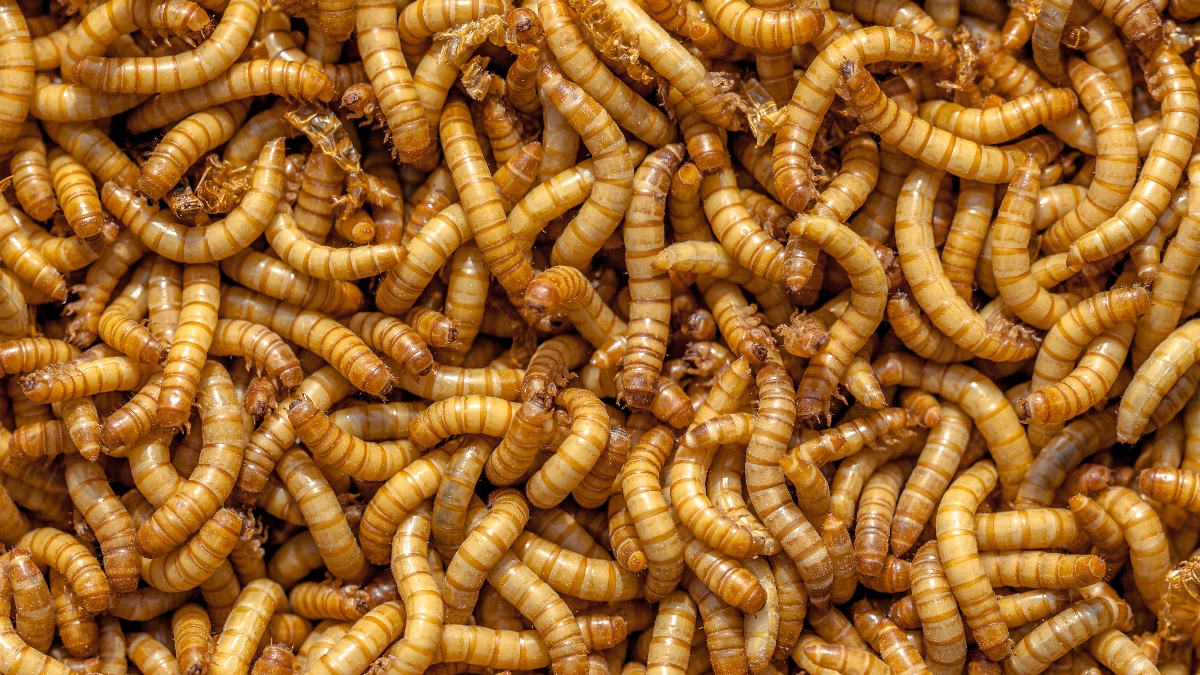 Are insects the latest trend in 'faux-meat' products?