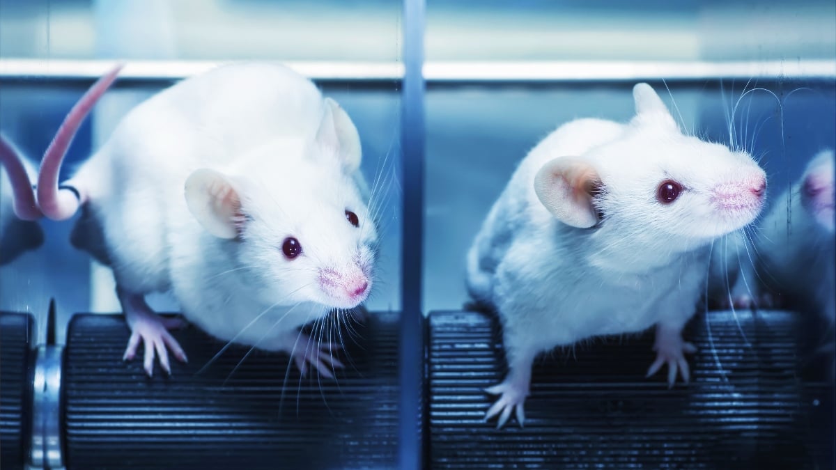 Scientists are gene-editing mice to 'save thousands' in animal experiments