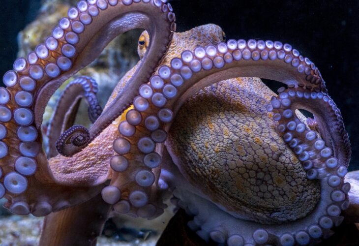 Octopus farm sees ethical challenges and kickback from scientists