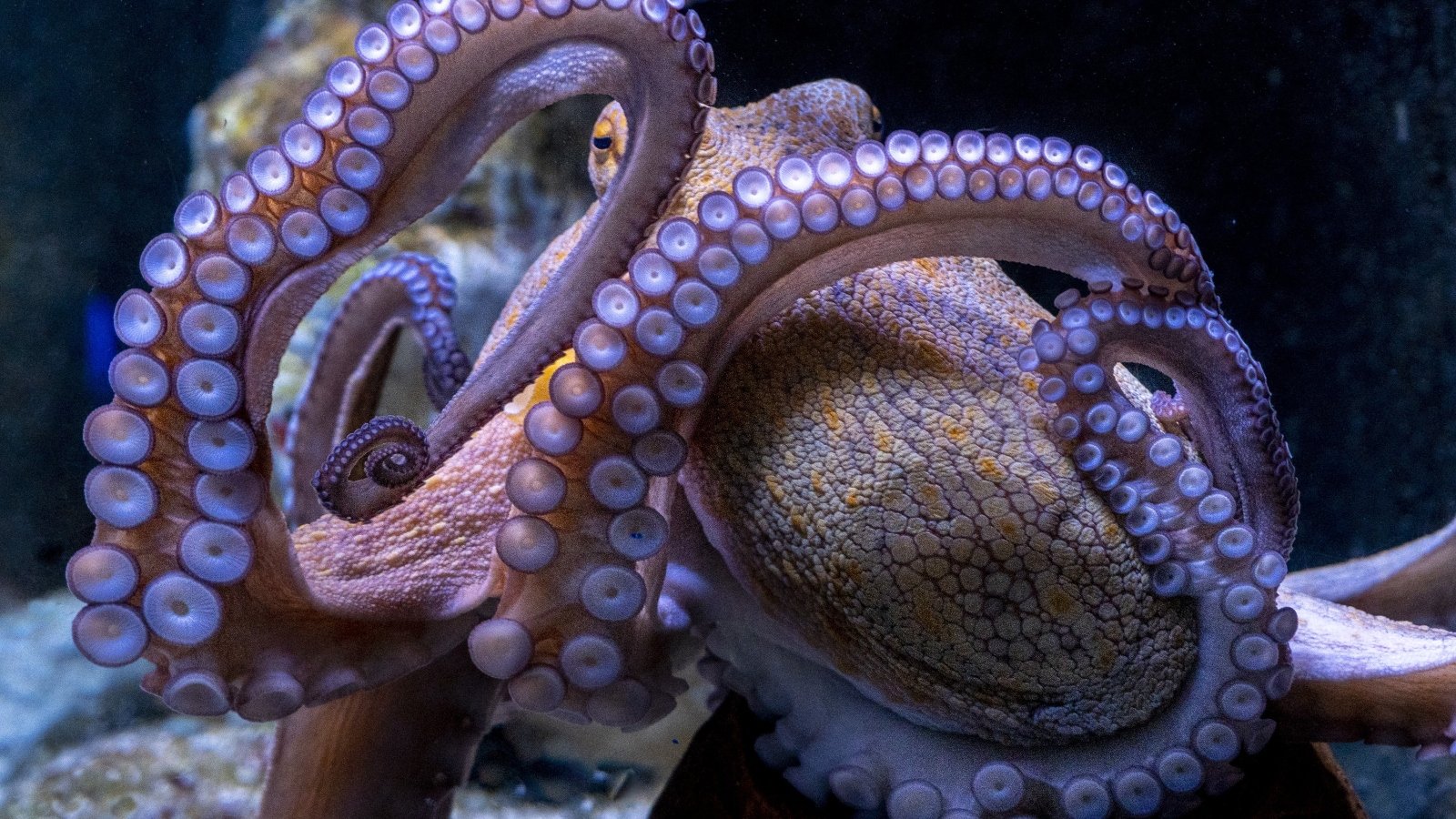 Experts Warn Opening The World's First Octopus Farm Is 'Wrong'