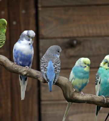836 parakeets handed to Michigan animal shelter in hoarding case