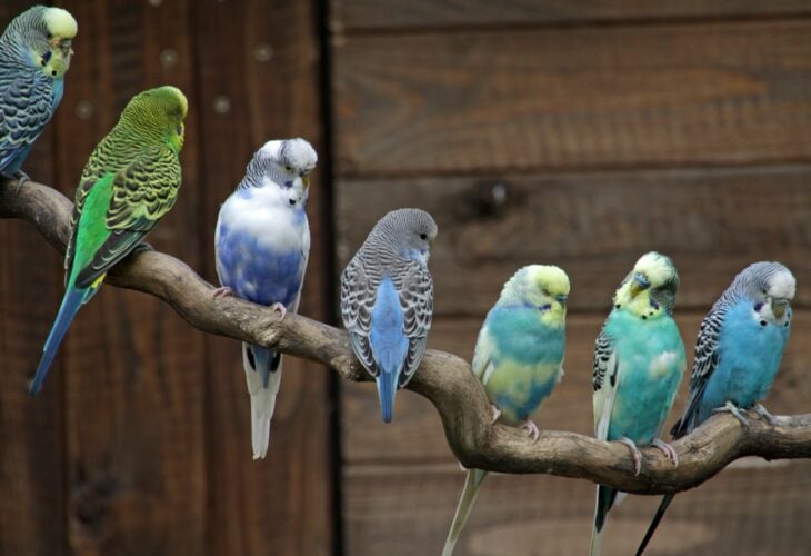 836 parakeets handed to Michigan animal shelter in hoarding case