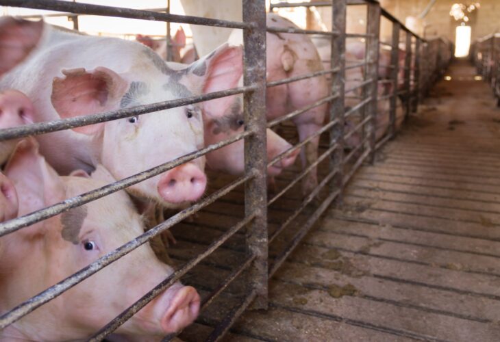California restaurants try blocking law to give pigs more room on farms
