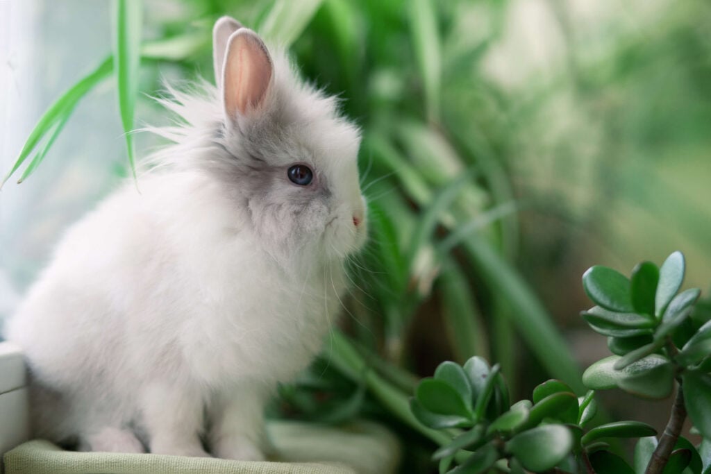 Armani Group bans cruel Angora wool from future collections