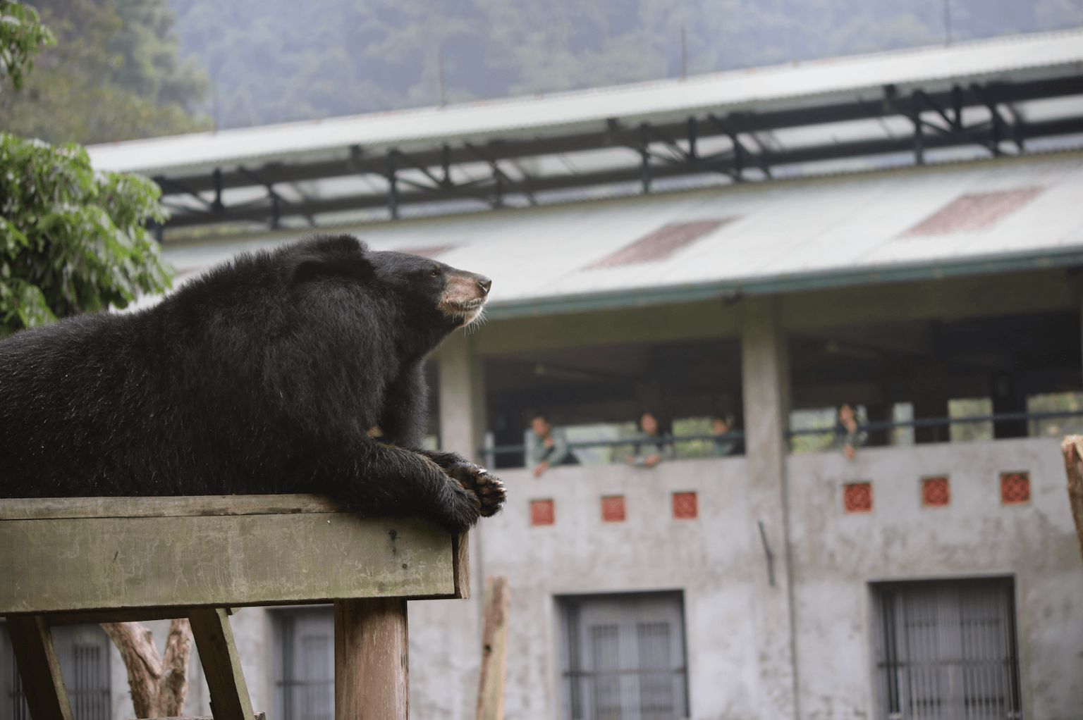 Joaquin Phoenix, Stephen Fry, And More Celebs Battle To Save Moon Bears ...