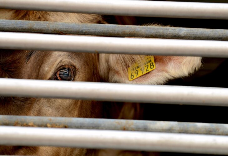 EU Considers Ban On ‘Brutal And Cruel’ Animal Transportation, Dairy Producers Fight Back