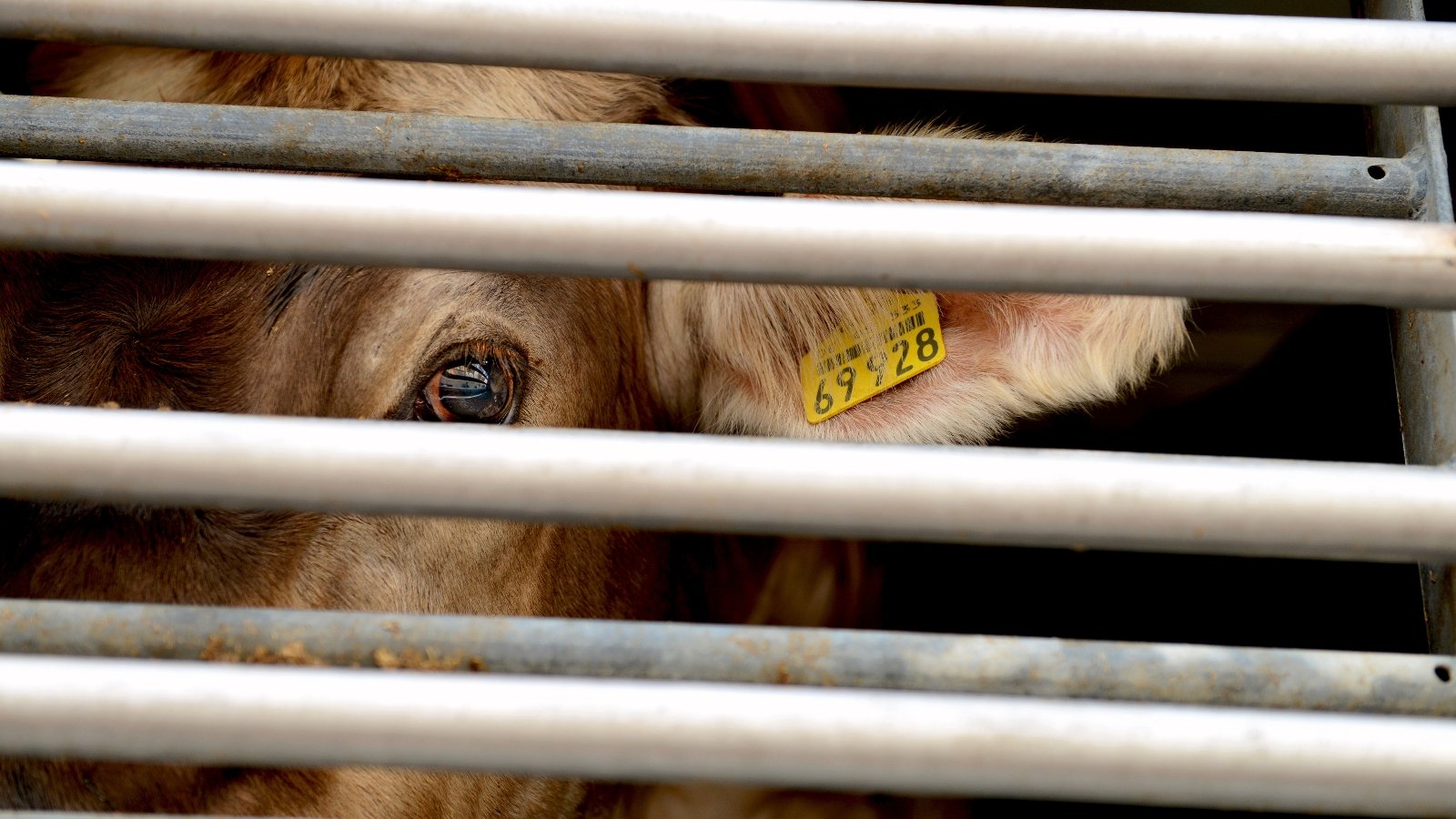 EU Considers Ban On ‘Brutal And Cruel’ Animal Transportation, Dairy Producers Fight Back