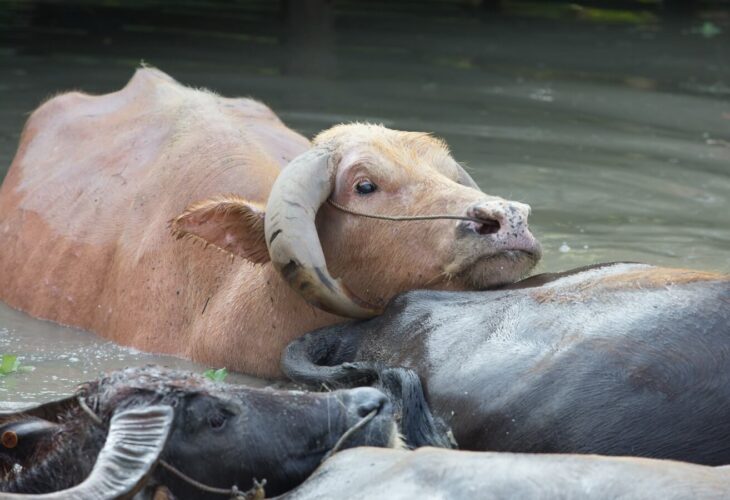 700,000 Farm Animals Die In British Columbia Floods, Death Toll Expected To Rise