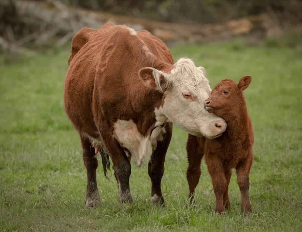 a cow and her calf standing in a green field