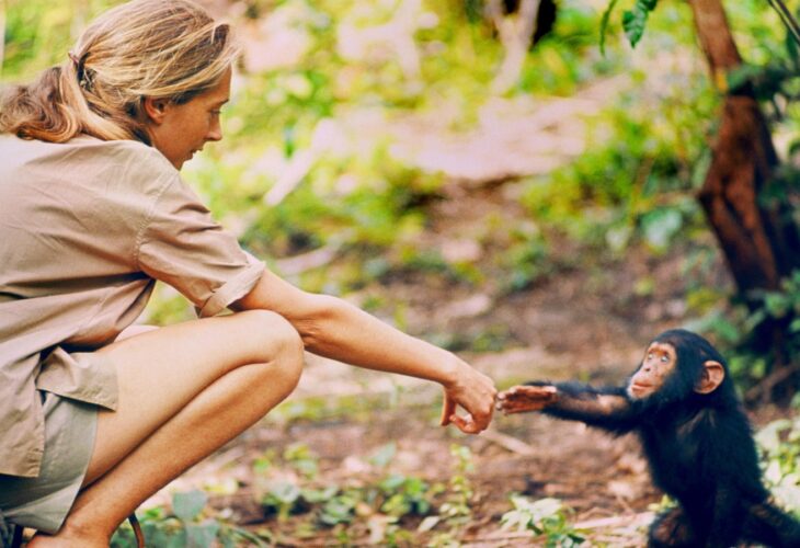Jane Goodall reaches for baby chimp in the wild