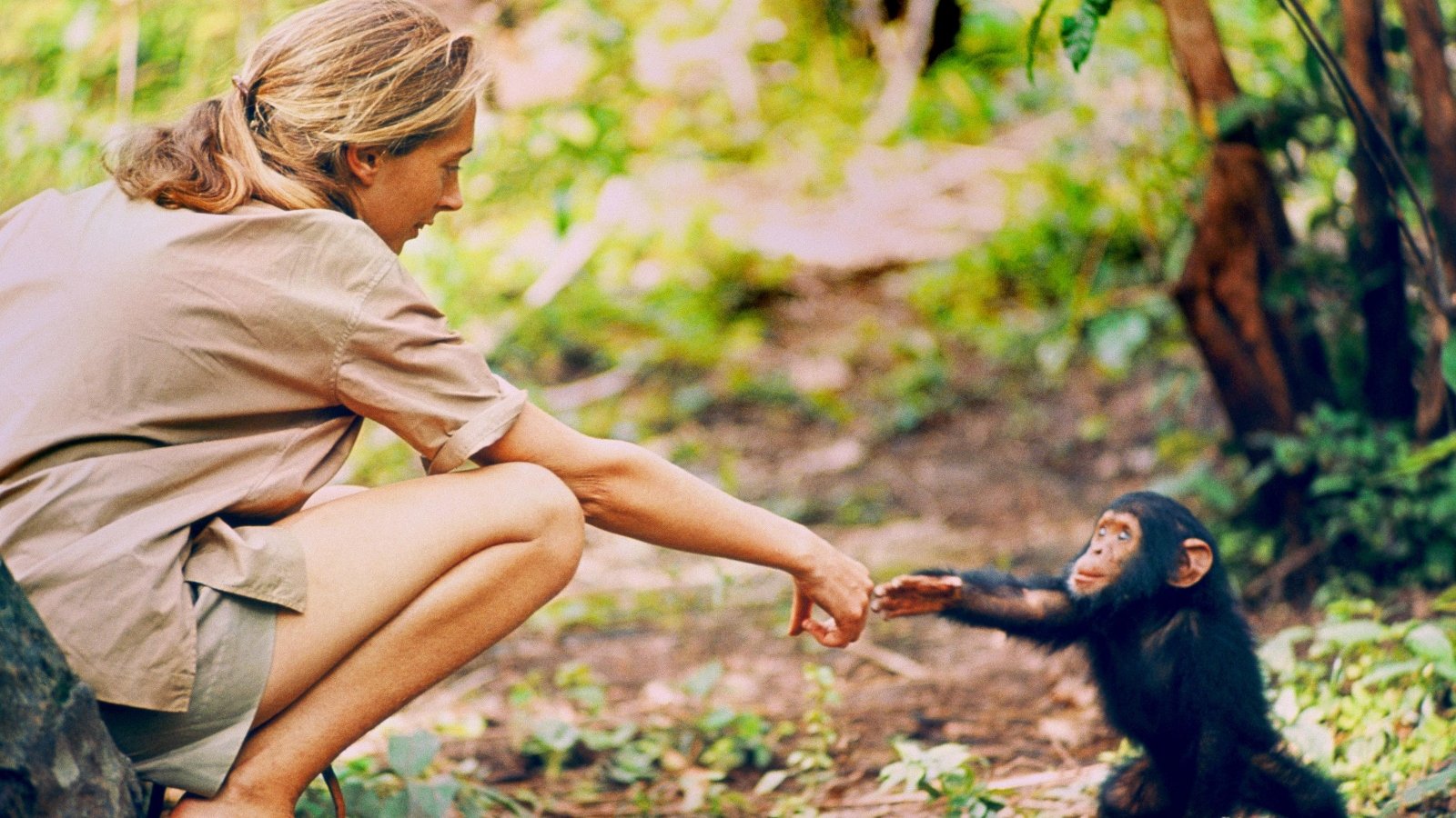 Jane Goodall reaches for baby chimp in the wild