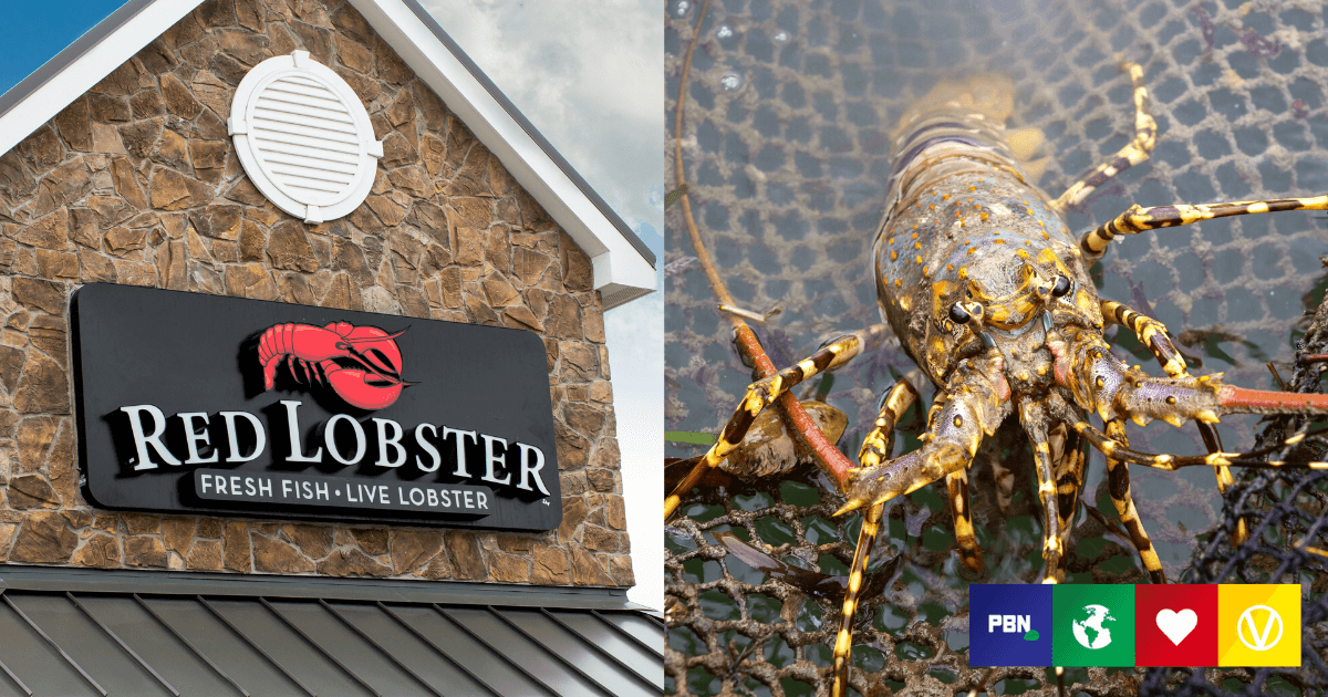 World’s Largest Seafood Chain, Red Lobster, Under Fire For ‘Deceptive