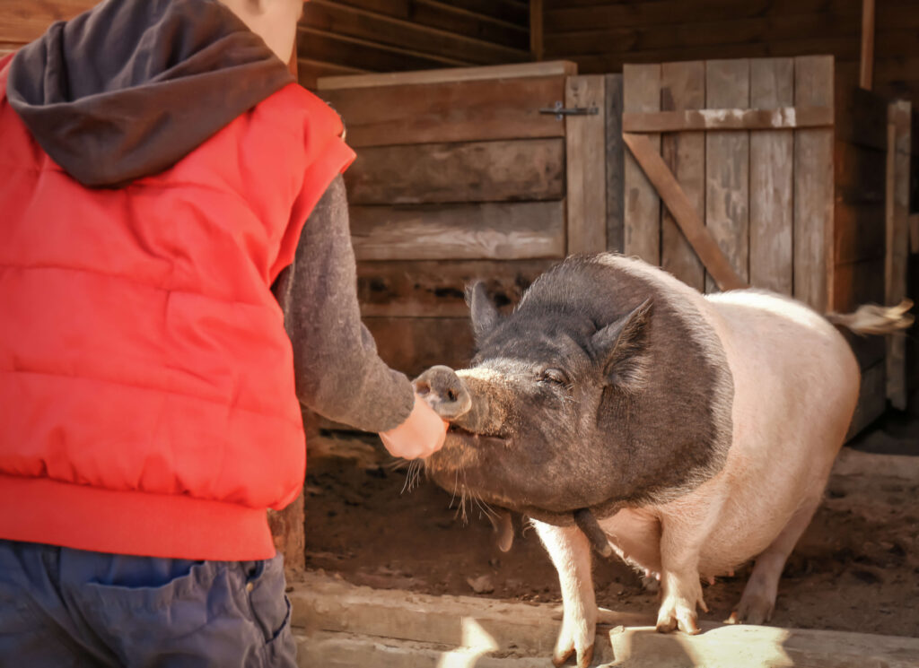 A person feeding a pig on an animal sanctuary