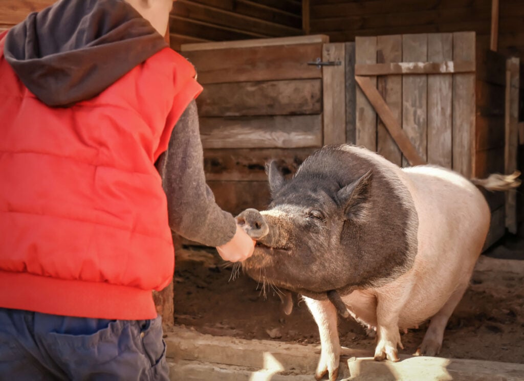 A person feeding a pig on an animal sanctuary