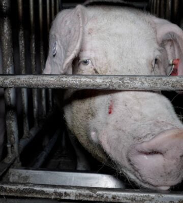abused pig in cage at farm