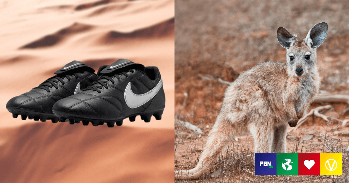 Nike Accused Of Driving Kangaroos To Extinction To Make Leather Football  Shoes - Plant Based News