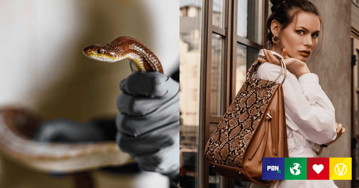 Louis Vuitton Owner Exposé: Workers Inflate Live Snakes to Make Leather 