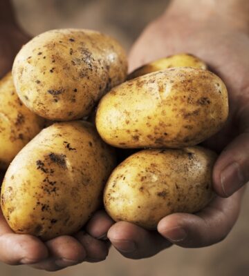 Scientists are working to produce a potato resistant to climate change