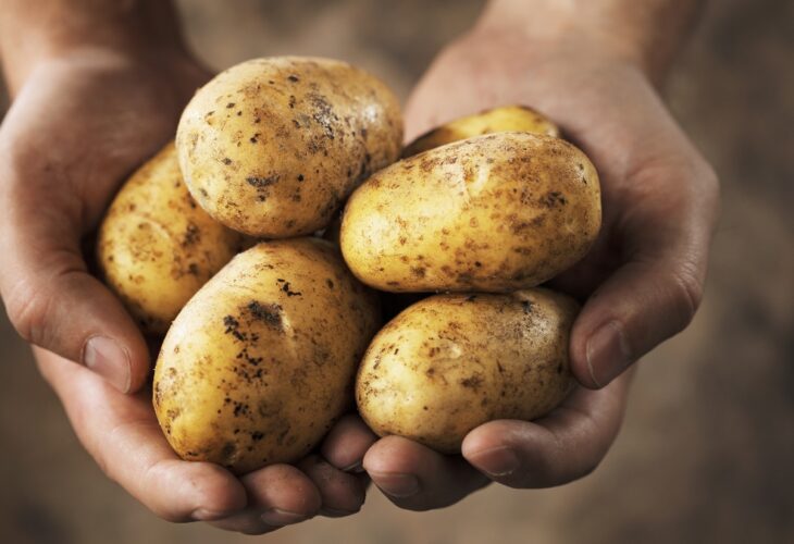 Scientists are working to produce a potato resistant to climate change